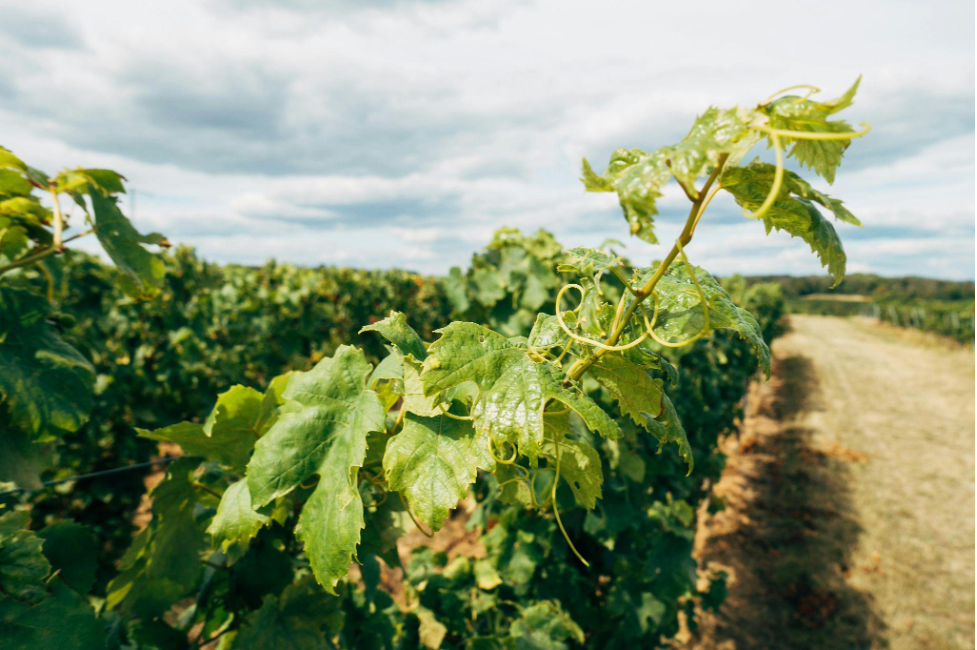 Close-up of a grape vine in a vineyard.